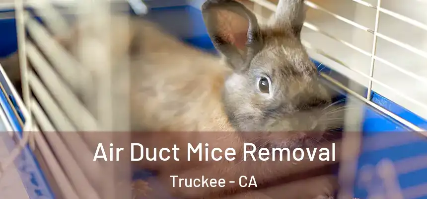  Air Duct Mice Removal Truckee - CA